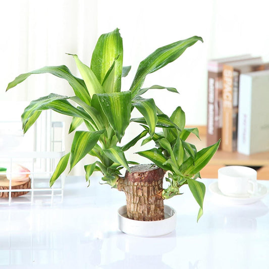 Mini Bamboo – Lucky Plant for Home & Office