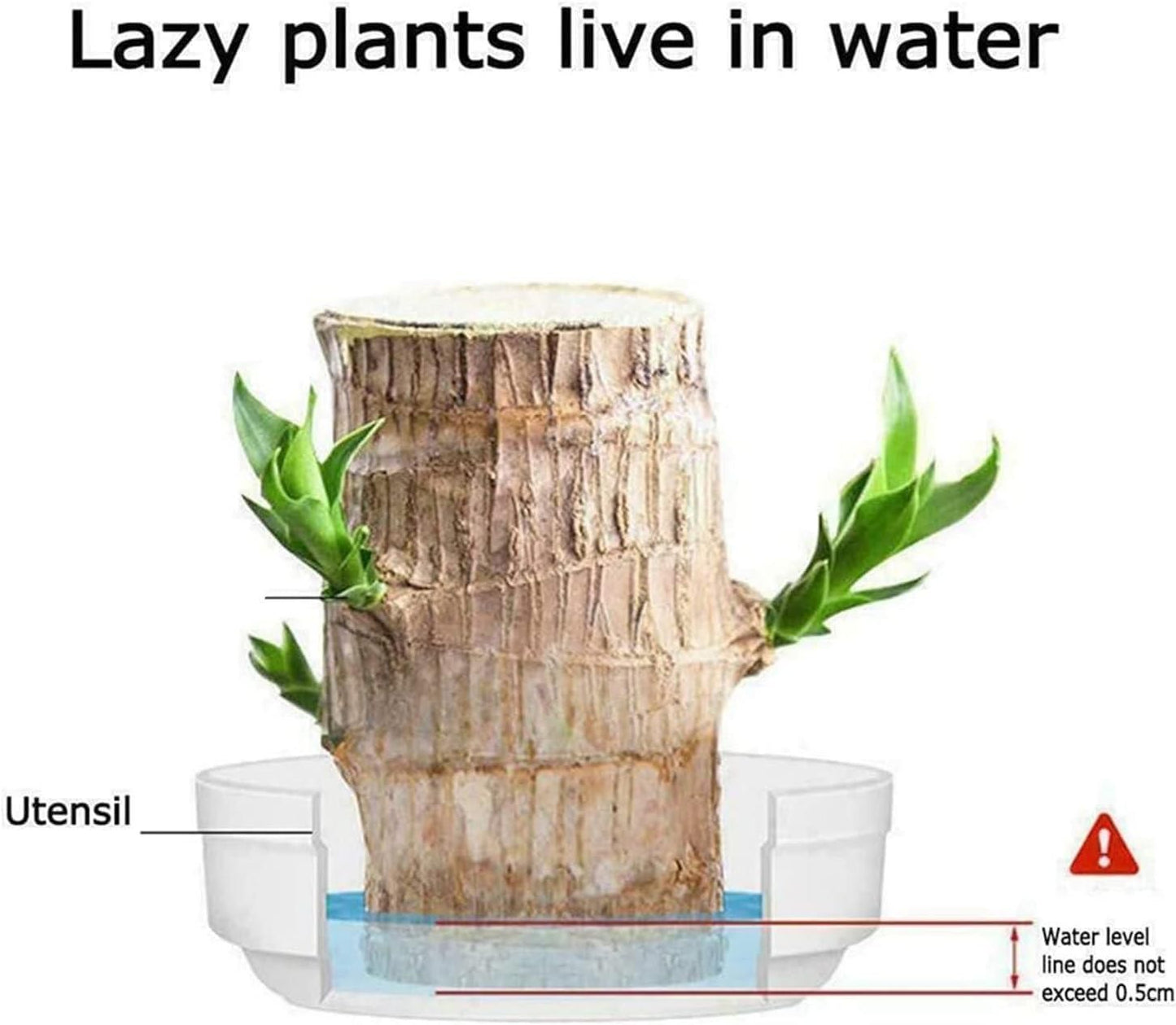 Mini Bamboo – Lucky Plant for Home & Office