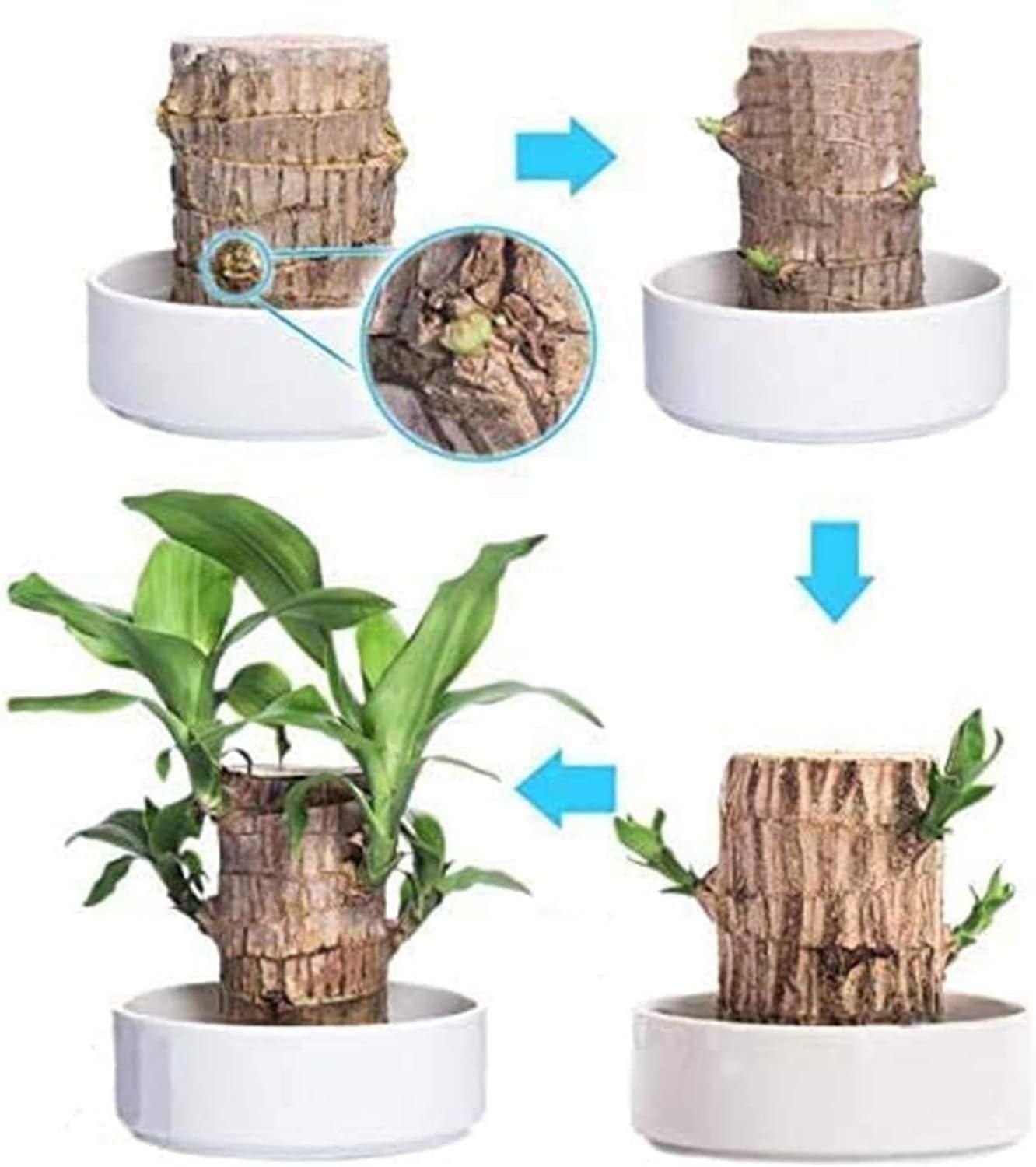 Mini Bamboo – Lucky Plant for Home & Office