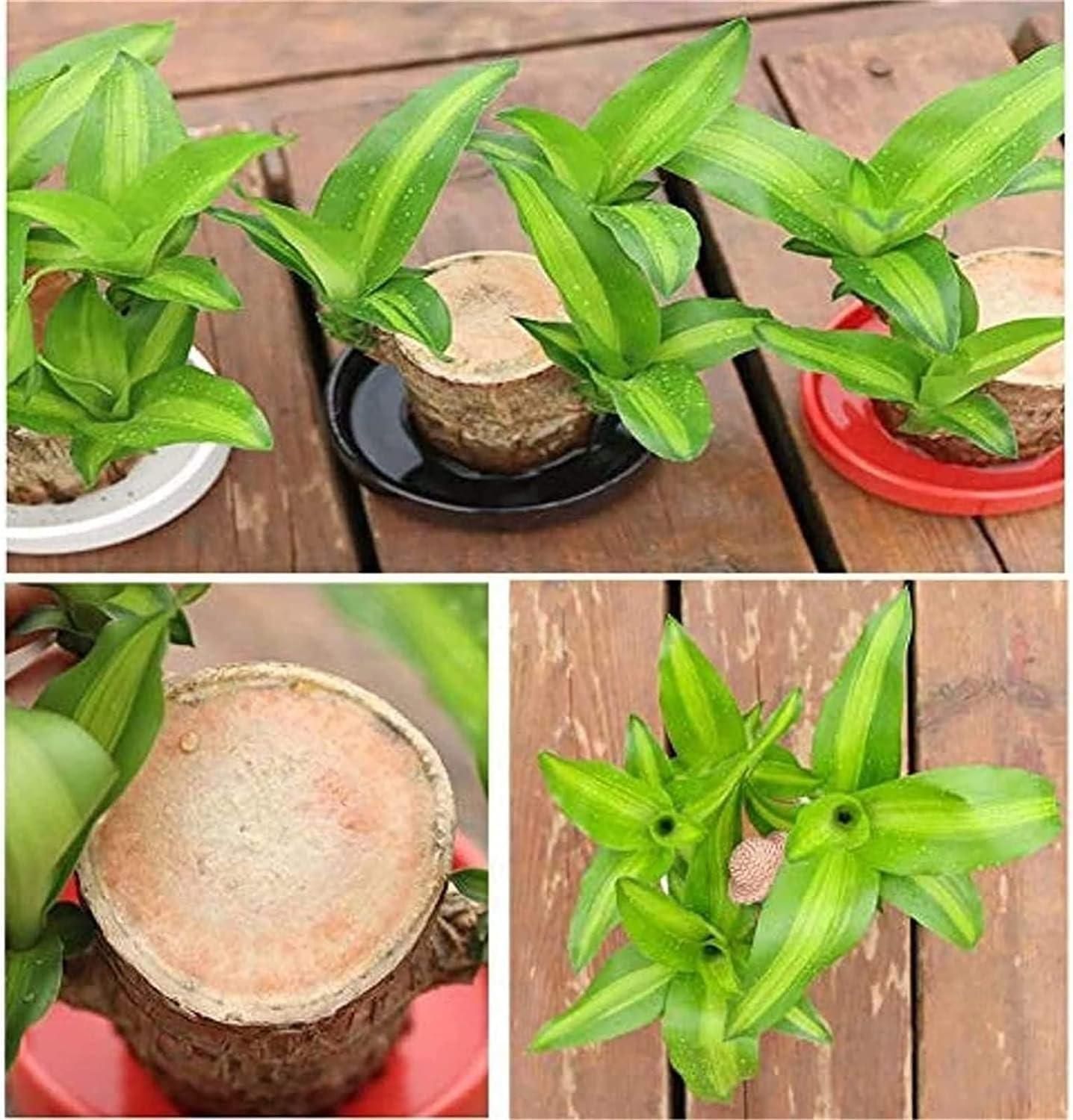 Mini Bamboo – Lucky Plant for Home & Office