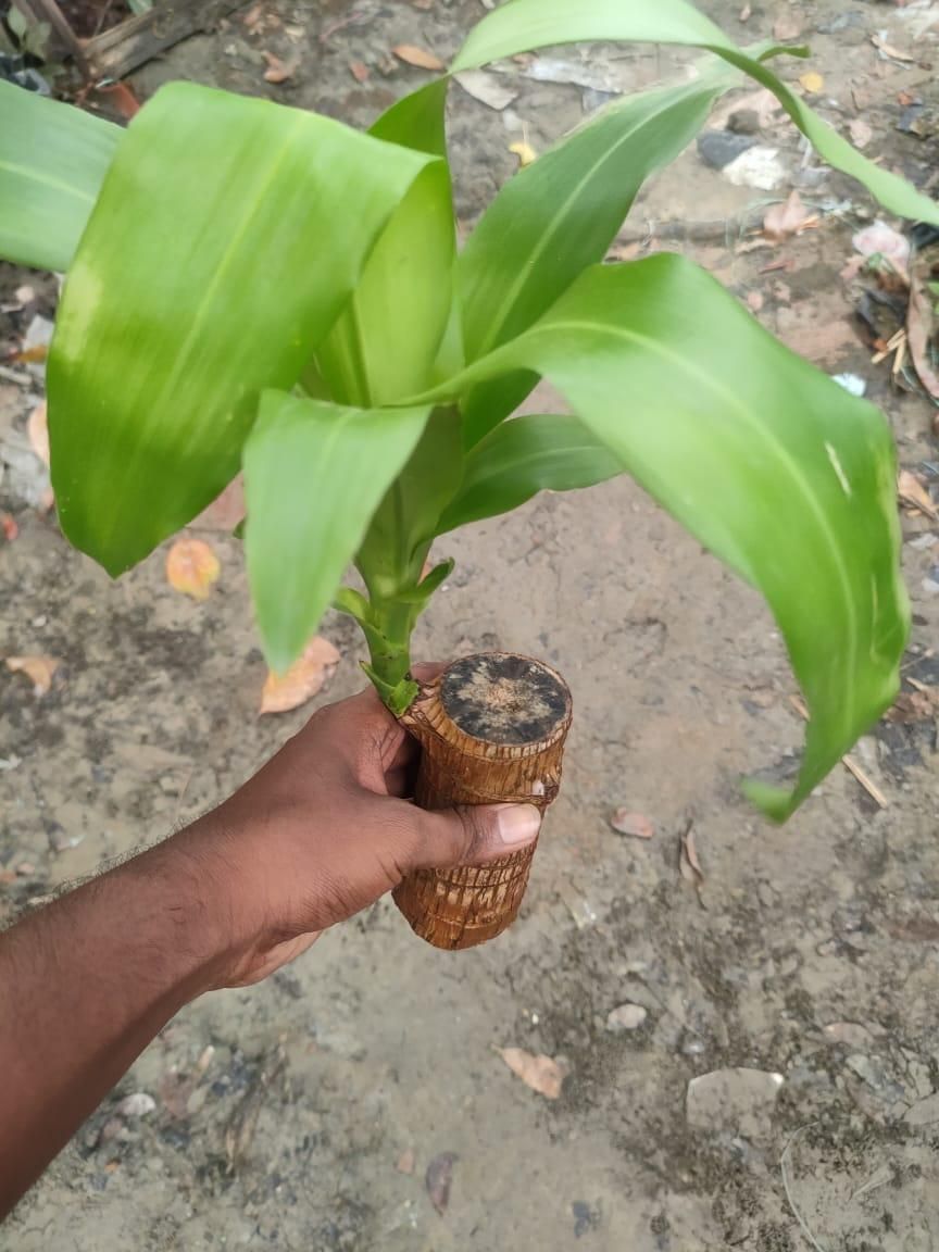 Mini Bamboo – Lucky Plant for Home & Office