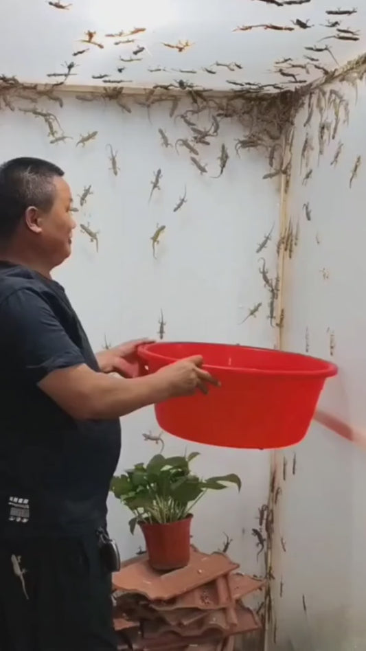 Lizard Repellent for Home Spray Pest Control